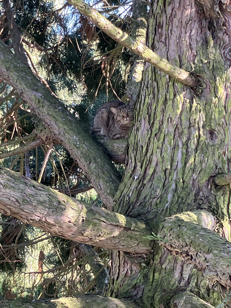 Katze im Baum 
