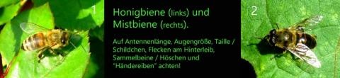 Honigbiene oder Mistbiene, das ist hier die Frage! Honigbiene und Mistbiene