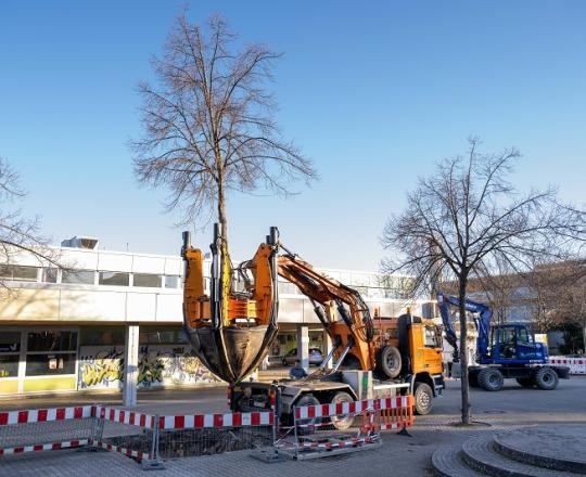 05_Baumverpflanzung-BWZ-2023_ChristianaKunz