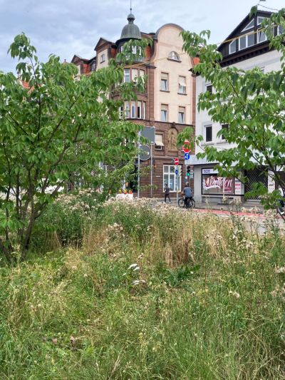 Rasenfläche und Bepflanzung in der Stadt