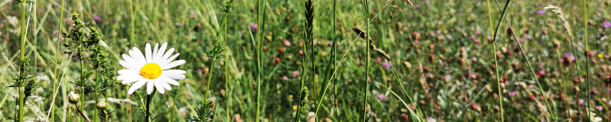 Gänseblümchen auf einer grünen Wiese.