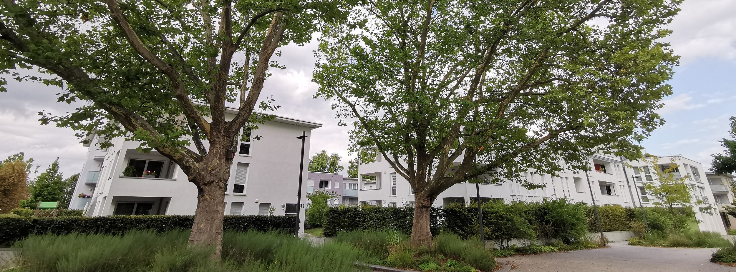 große Bäume in einem Wohngebiet in Ludwigsburg