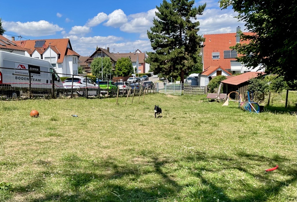 Schwarzer Hund rennt mit Ball auf der Wiese