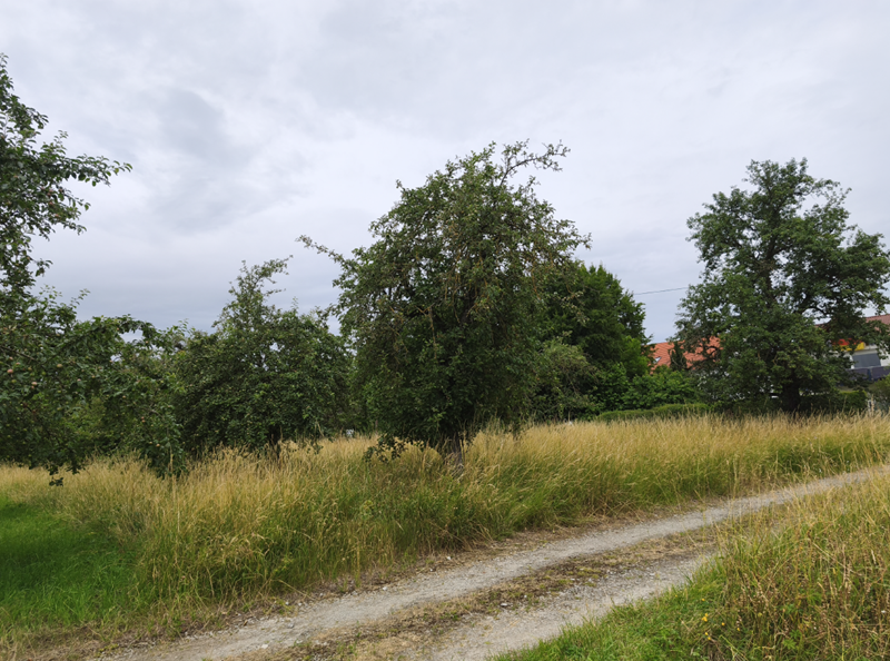 Baumwiese_2528_PO_2