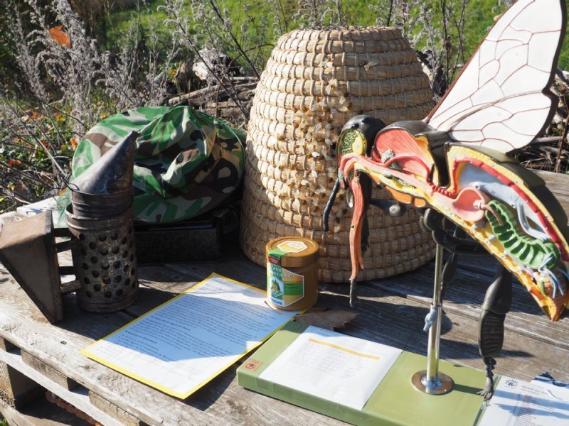 Informationsmaterial Bienen