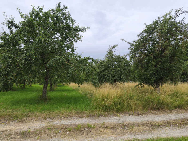 Baumwiese_2528_PO_1