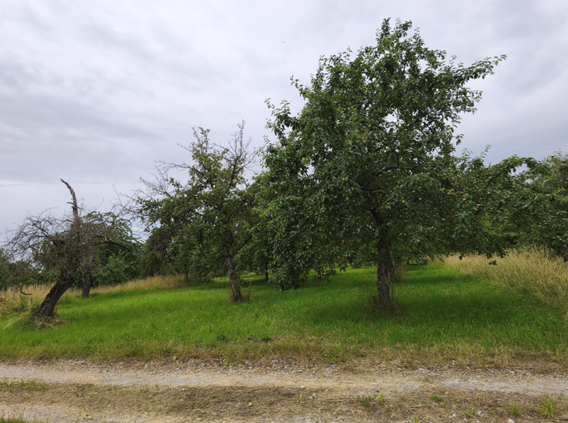 Baumwiese_2528_PO_3