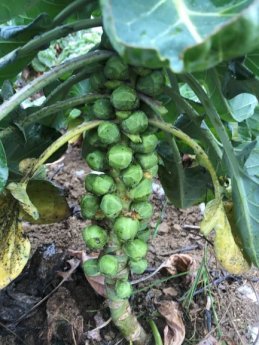 Rosenkohlstaude auf dem Feld 