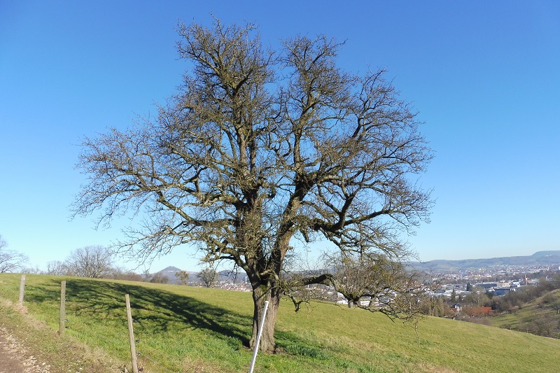 Mostbirnenbaum auf Streuobstwiese im Sp&auml;twinter
