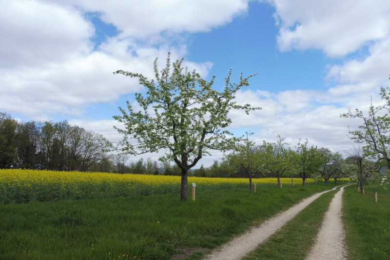 Streuobstb&auml;ume an einem Feldweg in Bl&uuml;te, im Hintergrund ein Rapsfeld
