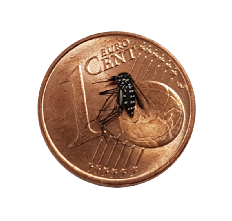 Die Asiatische Tigerm&uuml;cke im Vergleich zu einer 1-Cent-M&uuml;nze