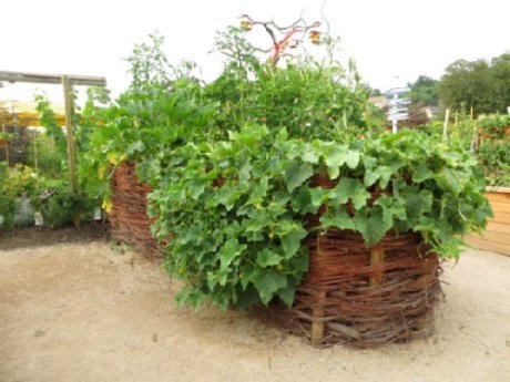 Hochbeet in ovaler Form Hochbeet aus Weidenmaterial, darauf wachsen Kürbisse