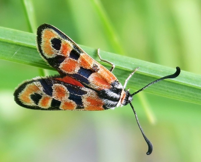Bergkronenwickenwidderchen an einem Grashalm