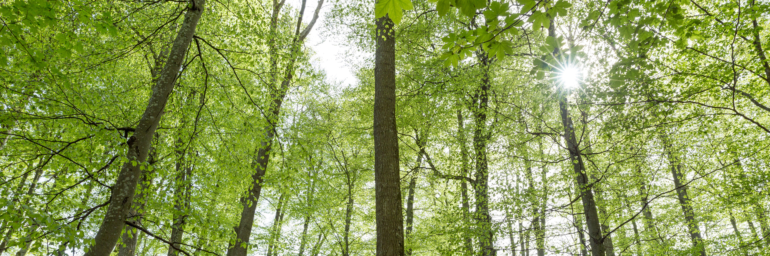 Buchenwald im Fr&uuml;hling nach dem Blattaustrieb