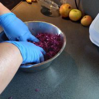 Rotkohl kneten zum Fermentieren 