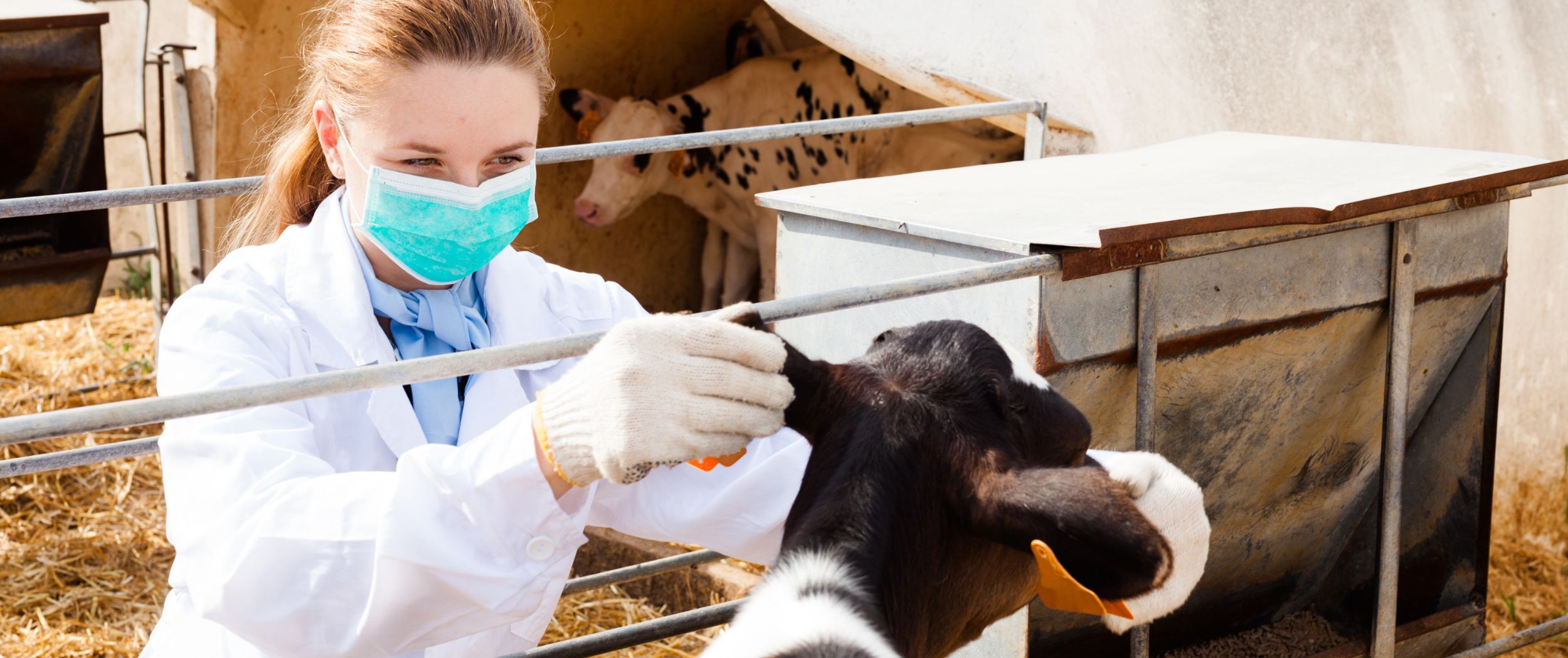Tier&auml;rztin untersucht ein Kalb in einem Stall