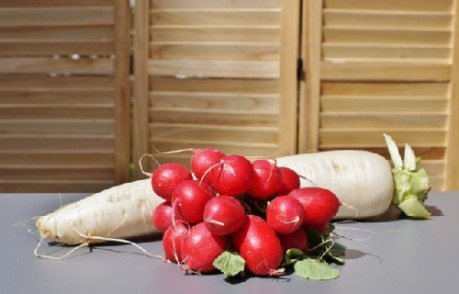 wei&szlig;er Rettich und ein Bund Radieschen auf einem Tisch 