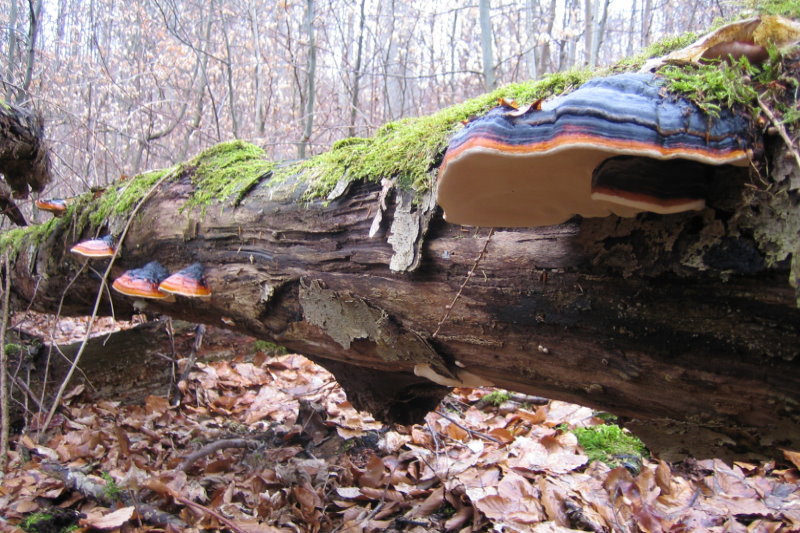 Liegender Baumstamm mit Pilzbewuchs (Quelle: Forstamt G&ouml;ppingen)
