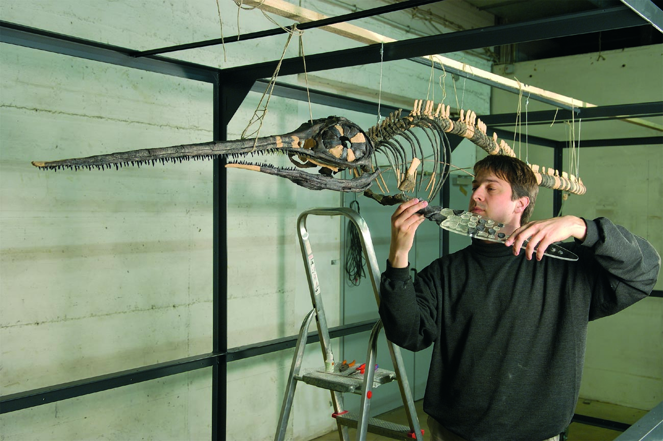 Montage eines Fischsauriermodells Montage eines Fischsauriermodells
