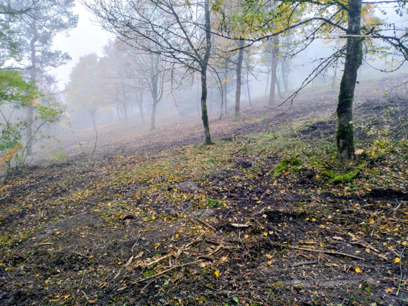 Aufgelichteter, absch&uuml;ssiger Wald im Nebel