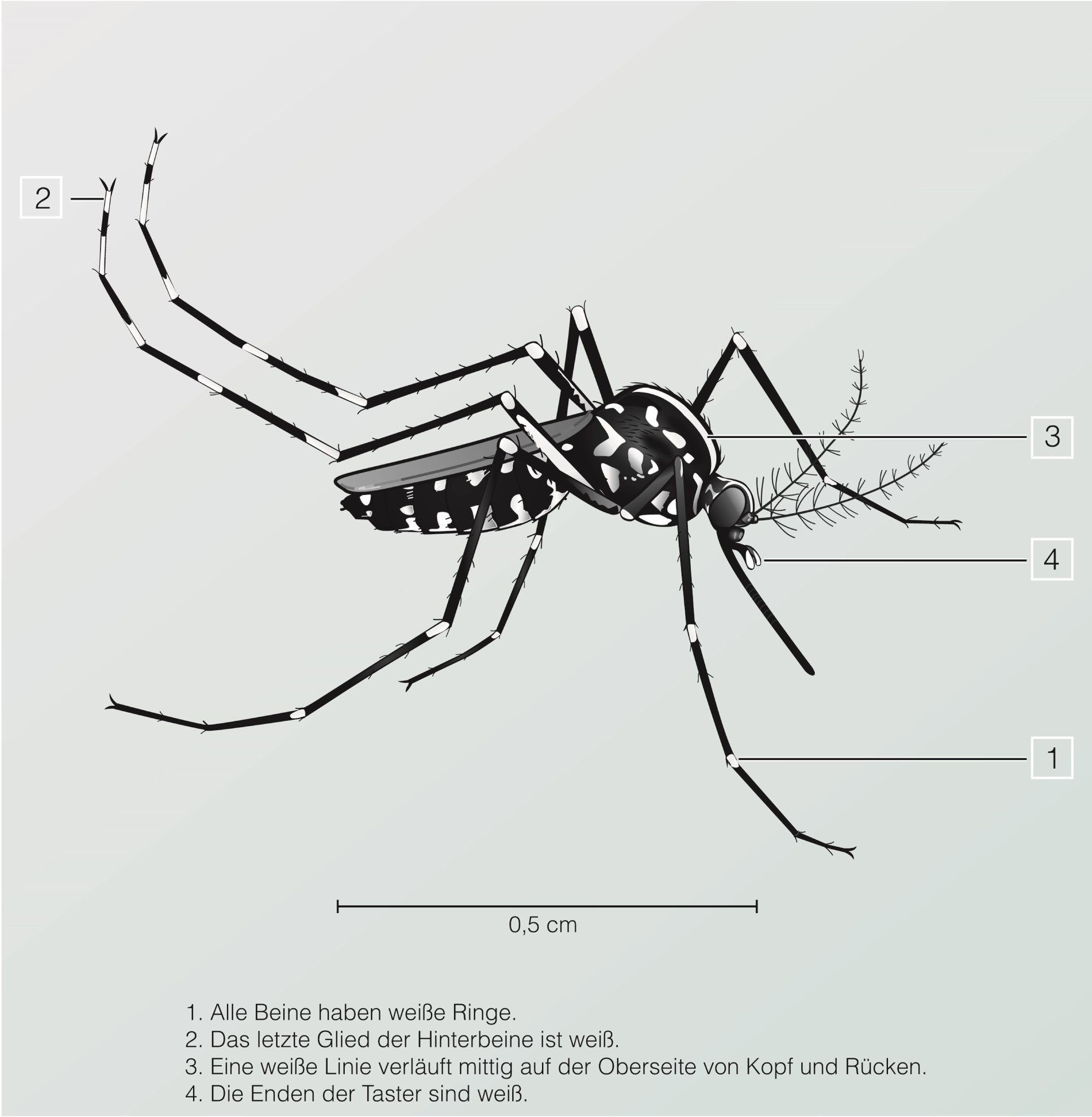 Illustration der Asiatischen Tigerm&uuml;cke mit Erl&auml;uterung der Merkmale zur sicheren Bestimmung (Text unter dem Bild)