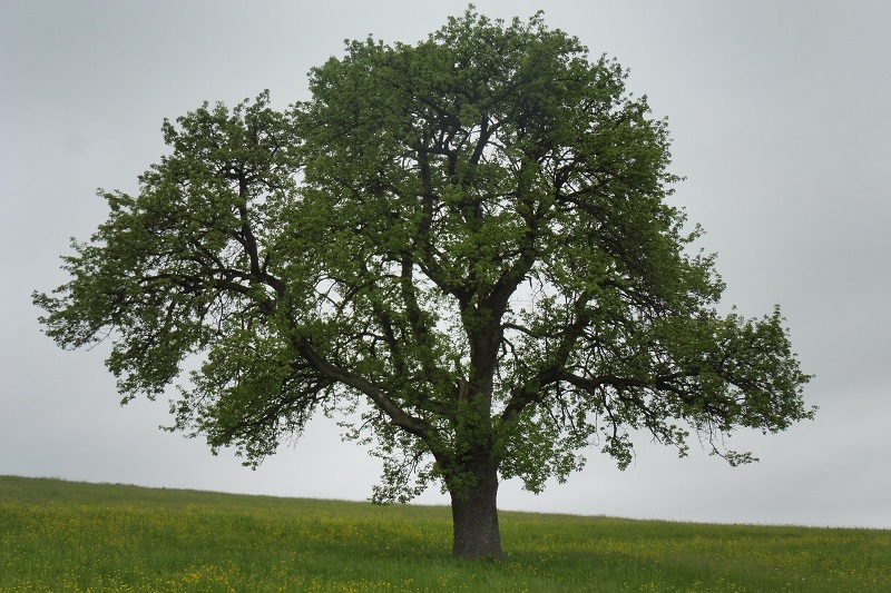 Apfelbaum auf Streuobstwiese nach der Bl&uuml;te