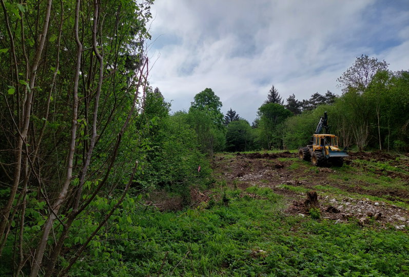 Zwischen Haselnussstr&auml;uchern wird Waldboden in Reihen aufgelockert