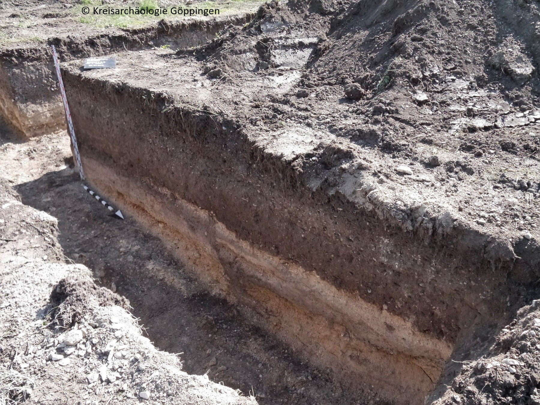 Die Mondh&ouml;rner lagen in der schwarzen Kulturschicht unterhalb des hellen Tuffsands (Foto: Kreisarch&auml;ologie G&ouml;ppingen)