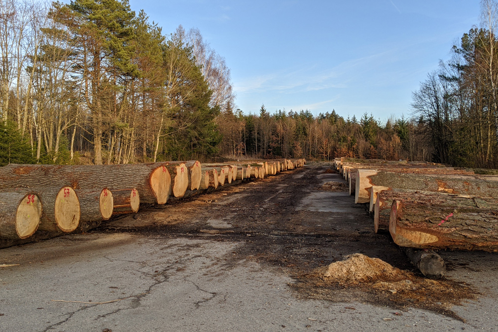 Liegende Eichenst&auml;mme auf dem Wertholzplatz