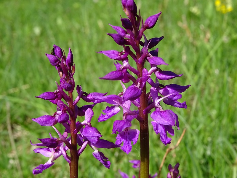 Stattliches Knabenkraut