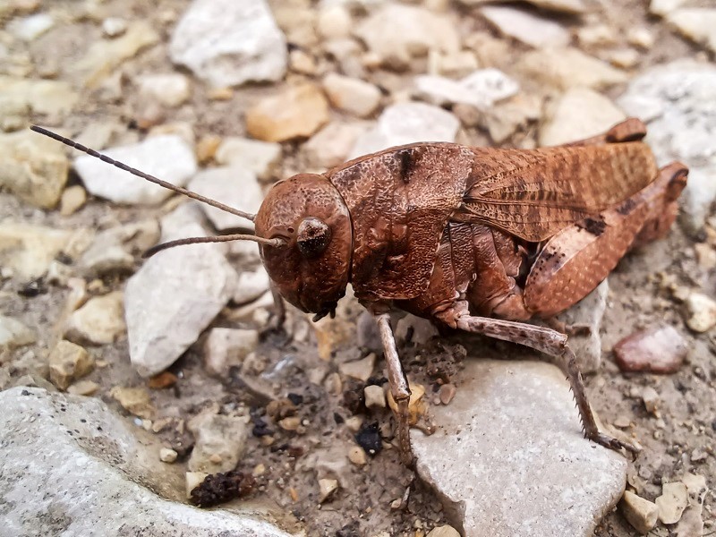 Rotfl&uuml;gelige Schnarrschrecke