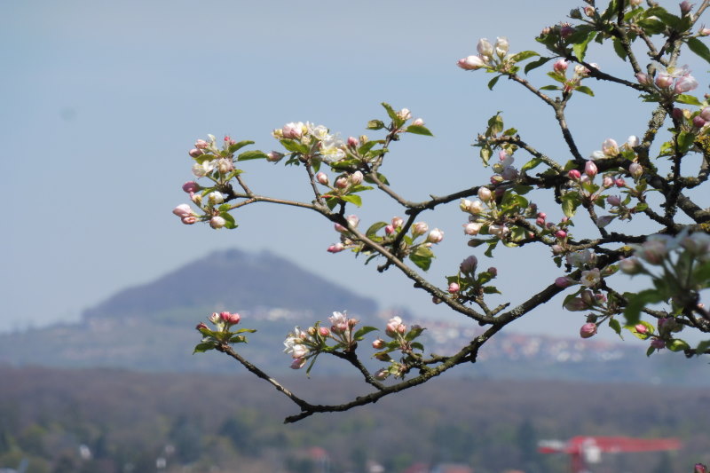 Ein Ast mit aufgehenden Apfelbl&uuml;ten im Hintergrund der Hohenstaufen