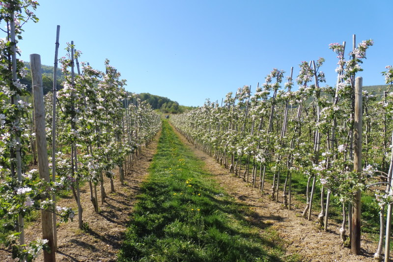 Spalierobstreihen von Apfelb&auml;umen in Bl&uuml;te