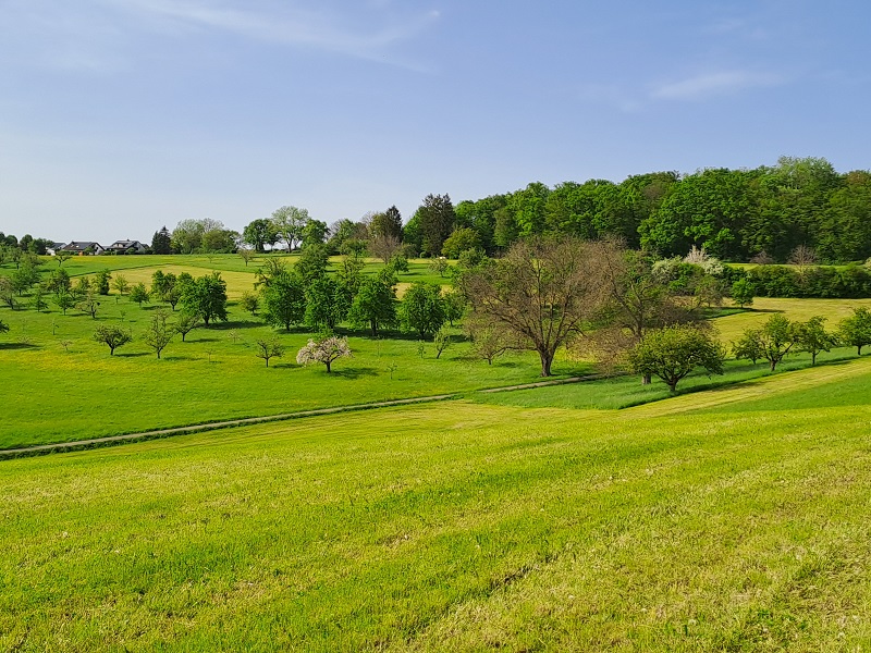 Streuobstwiesen