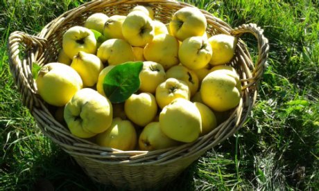 Quitten in einem geflochtenen Korb 